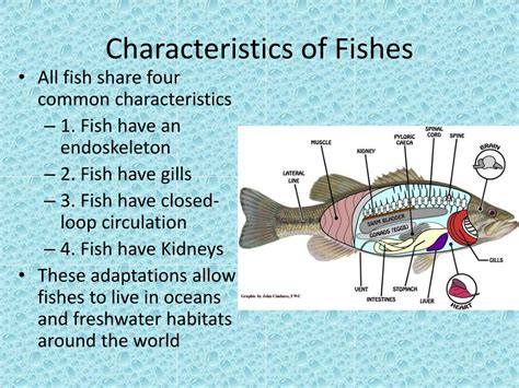fish traits|Fish: Facts, Characteristics, Types & Pictures .